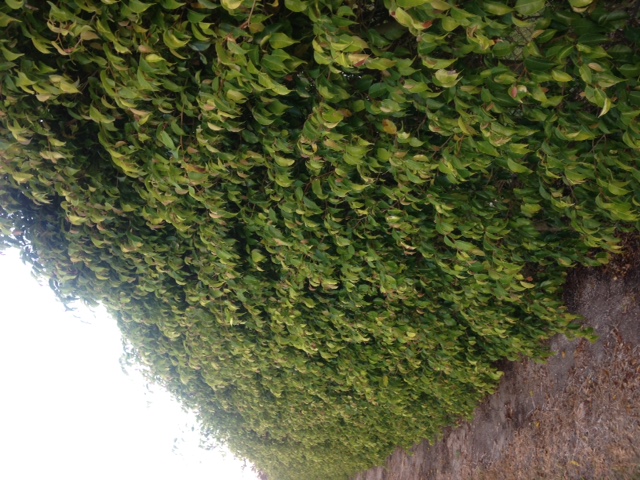 Ficus Hedge