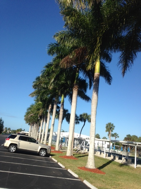 Royal Palm Tree