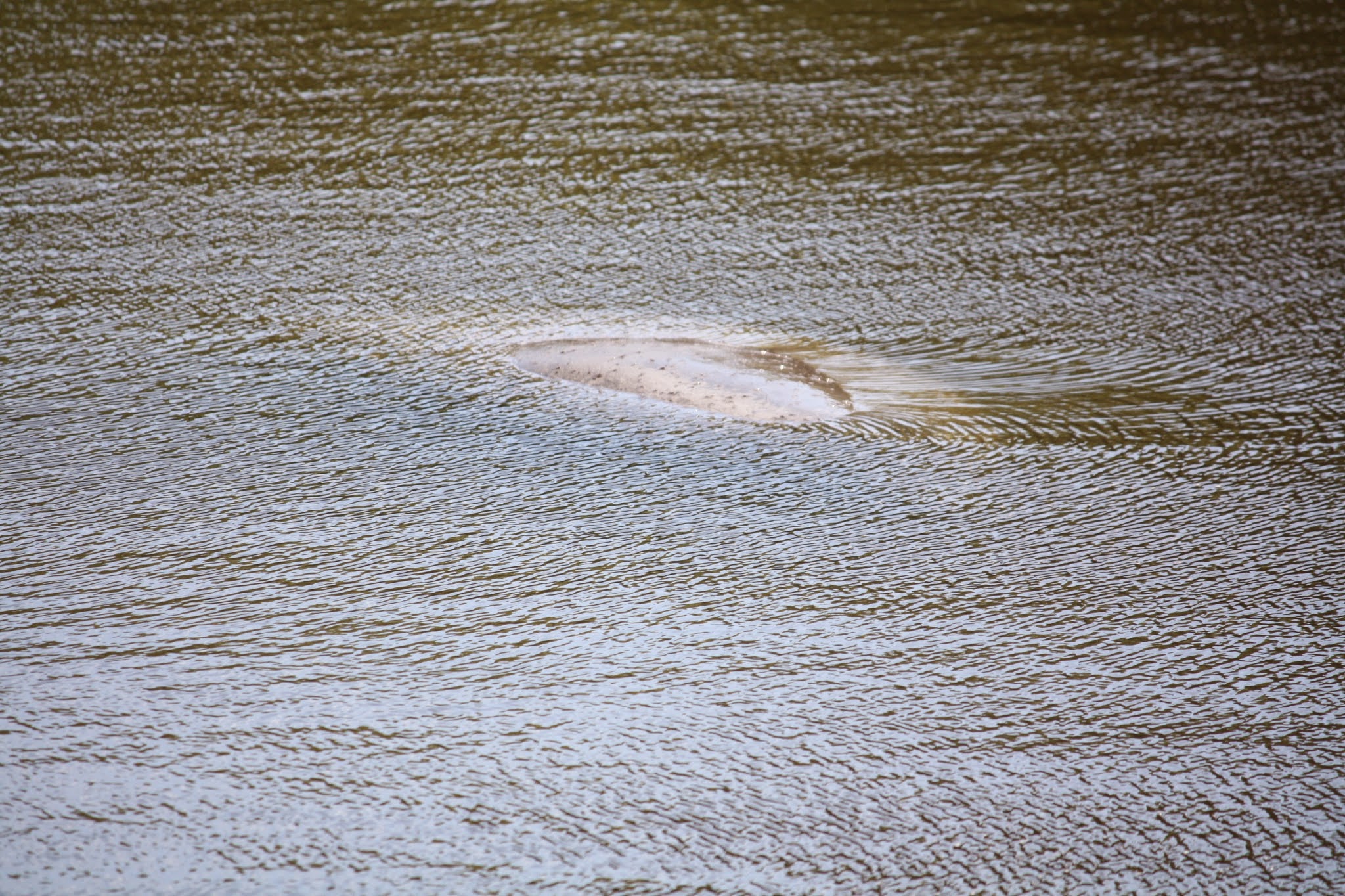 manatee