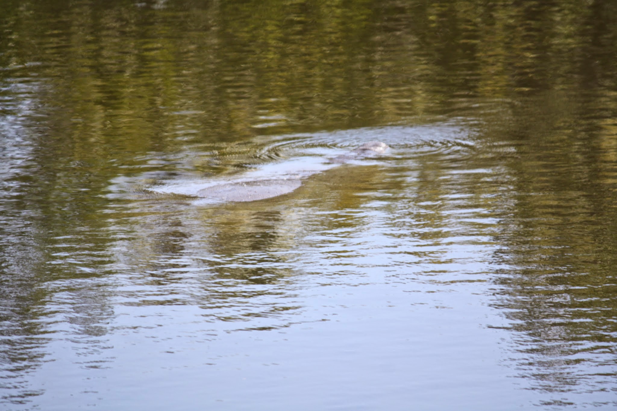 manatee