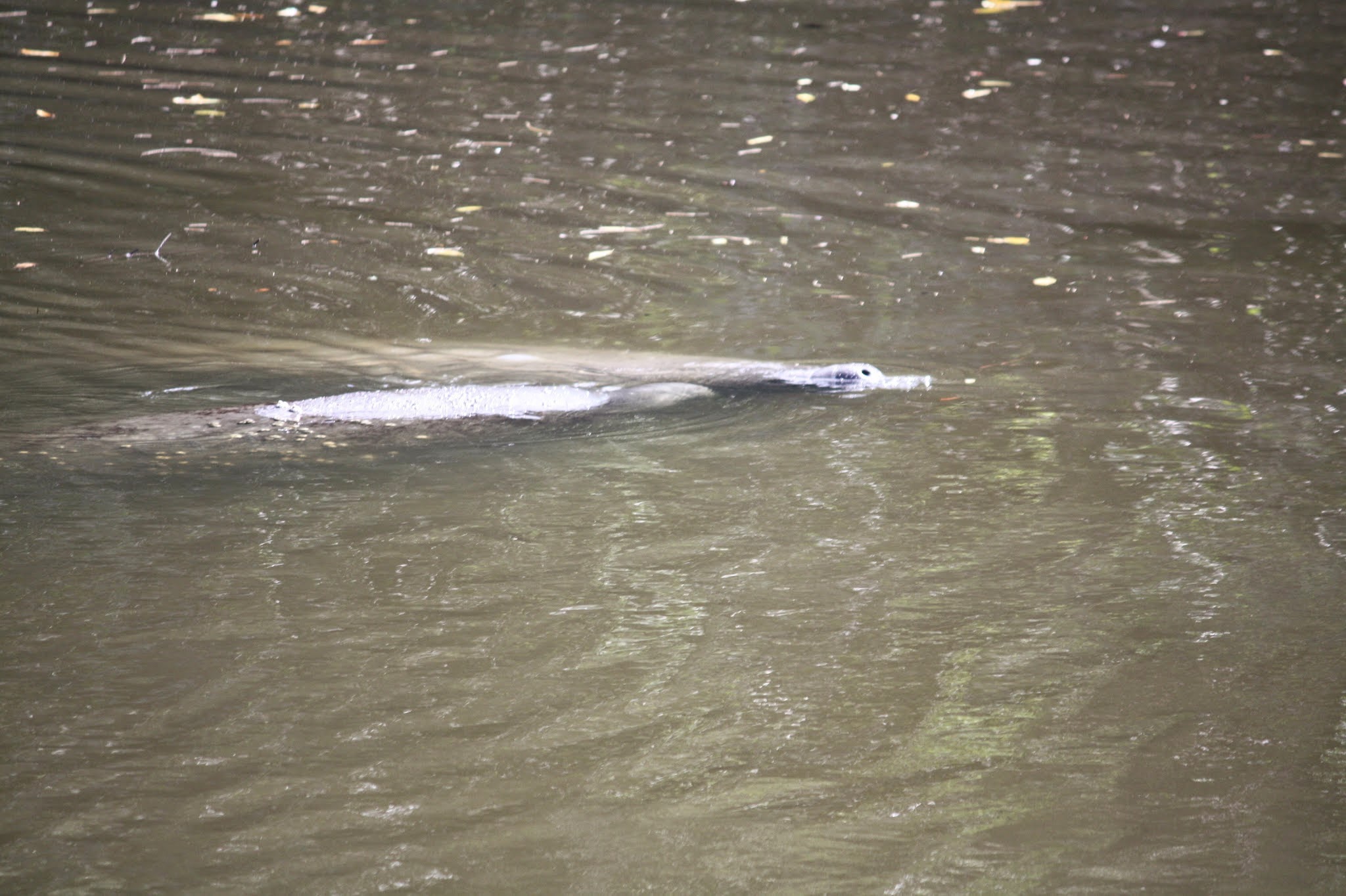 manatee