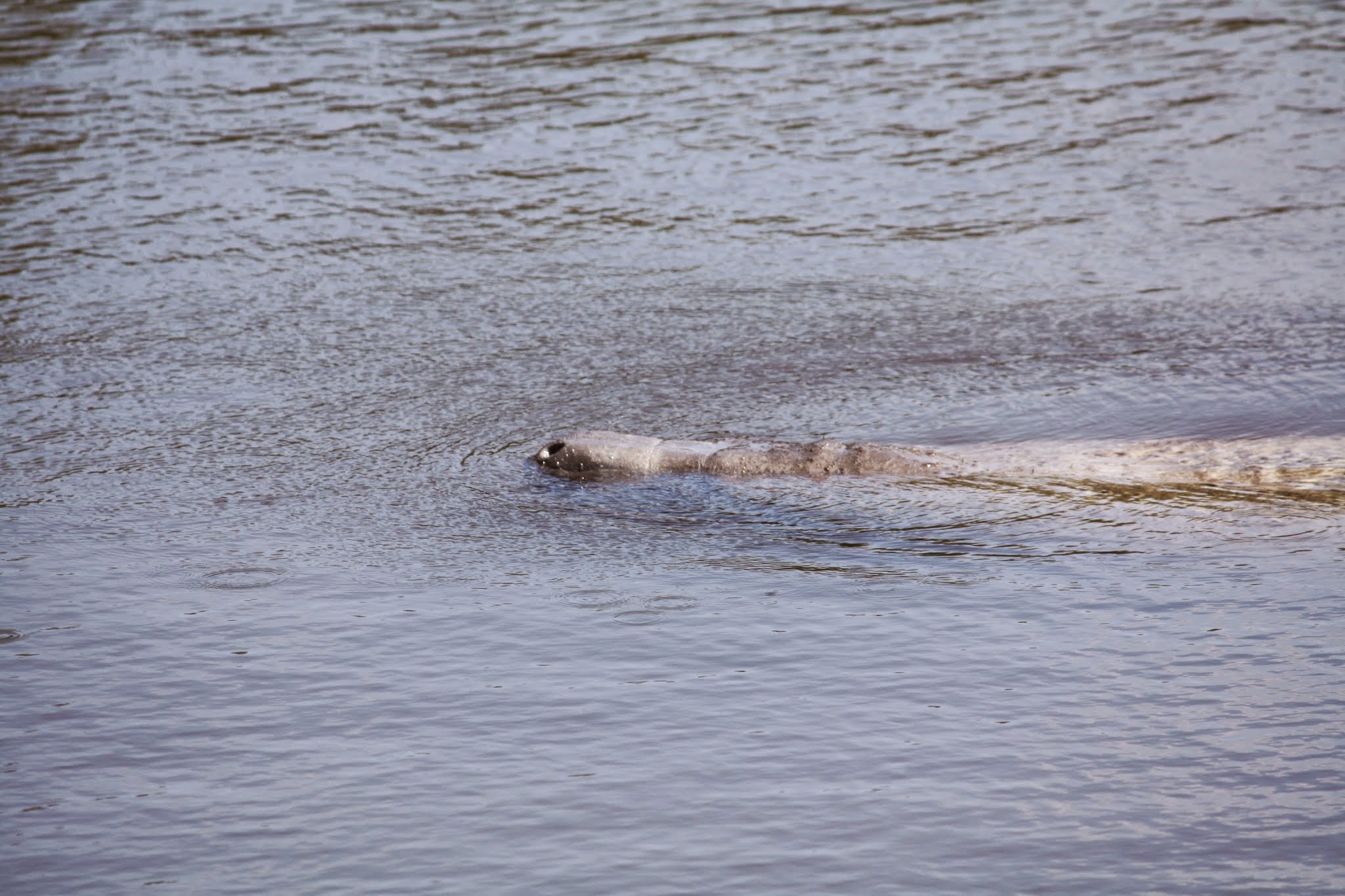 manatee