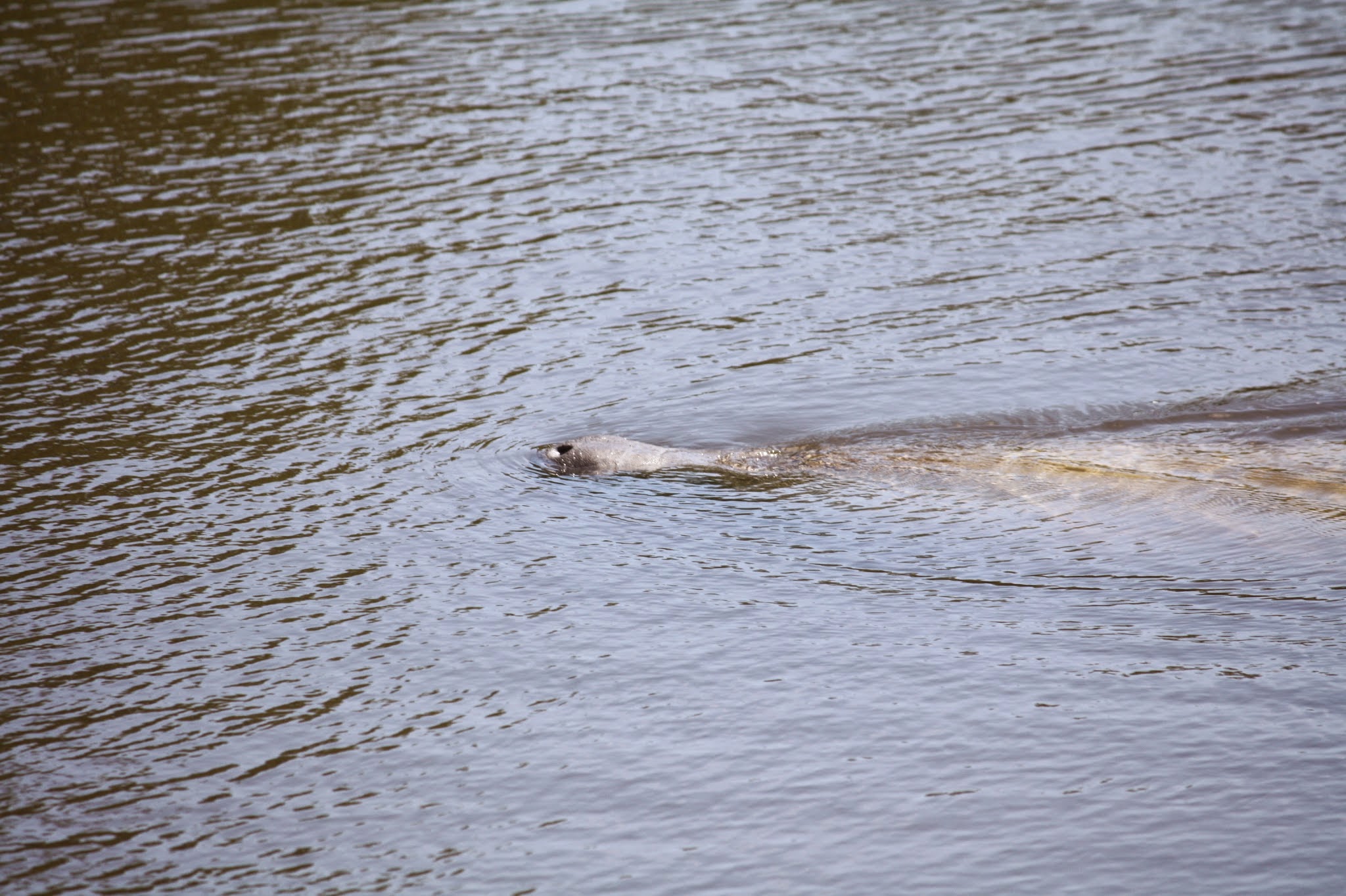 manatee