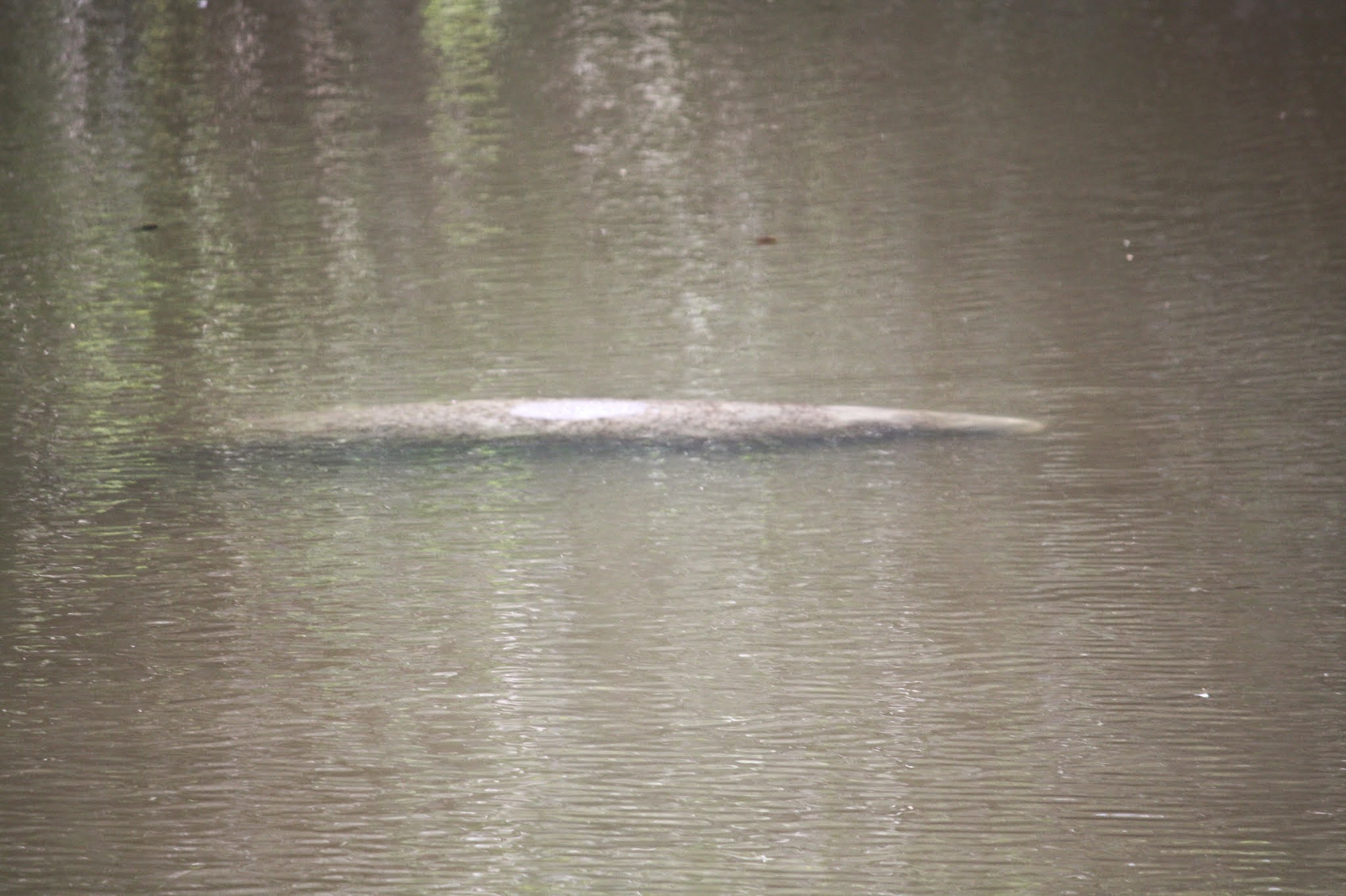 manatee