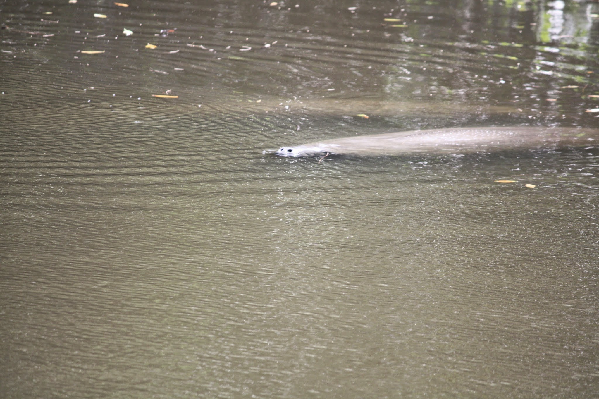 manatee