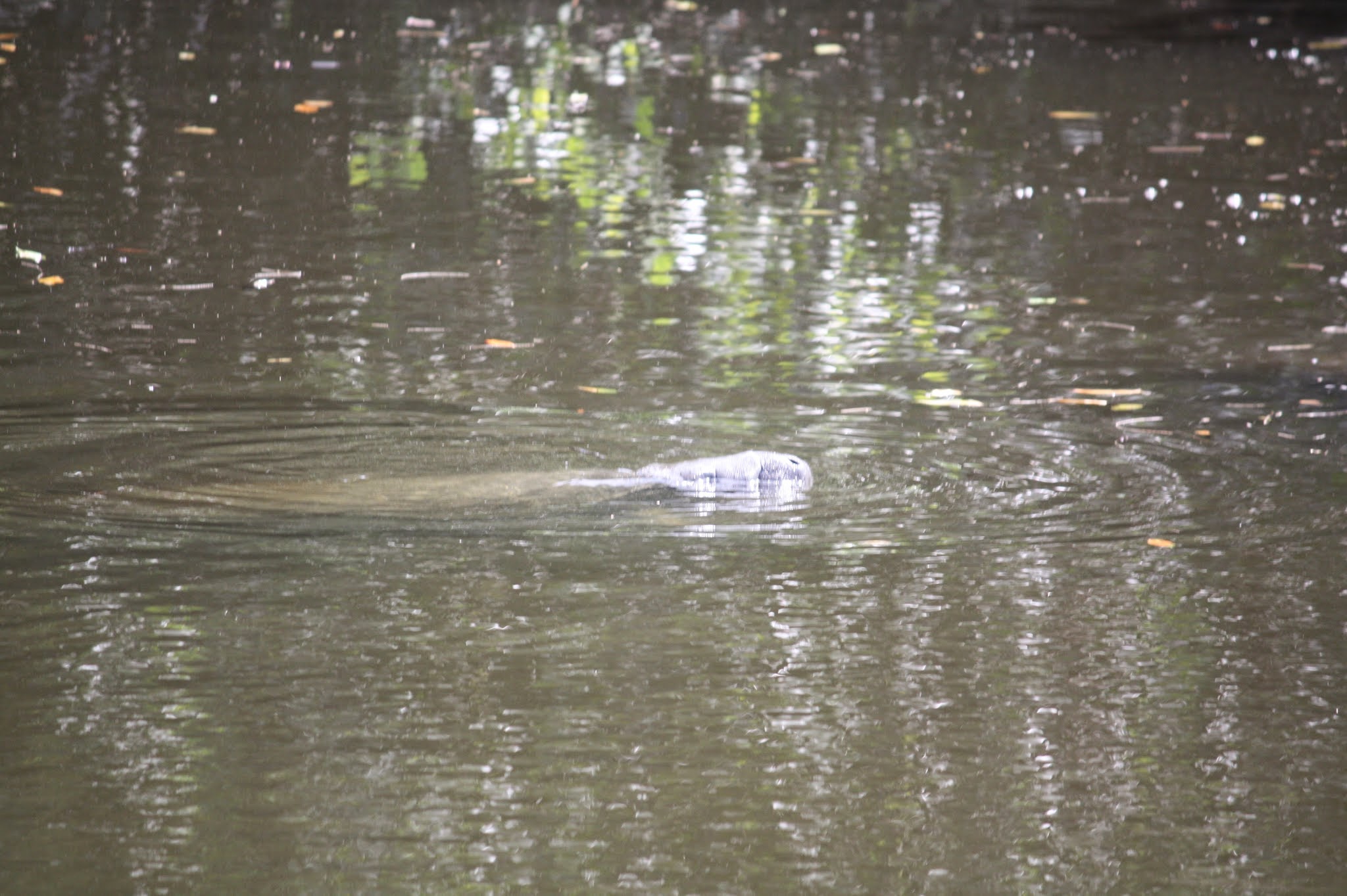 manatee