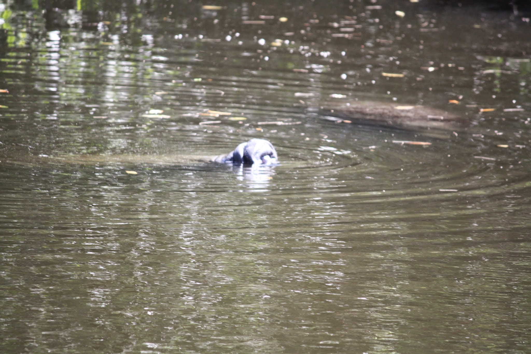 manatee