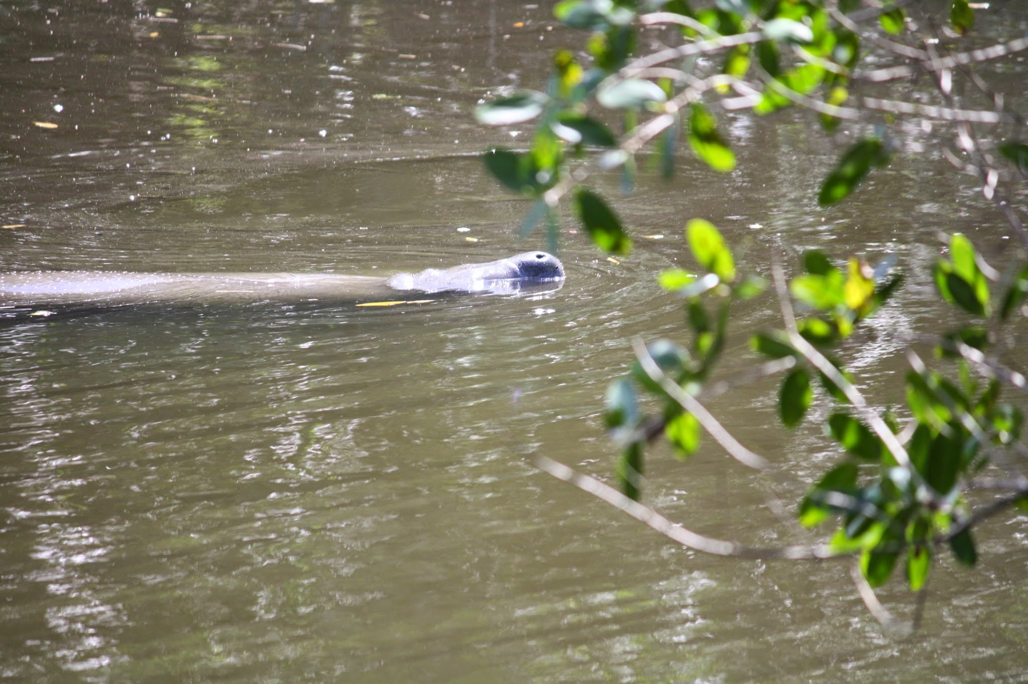 manatee