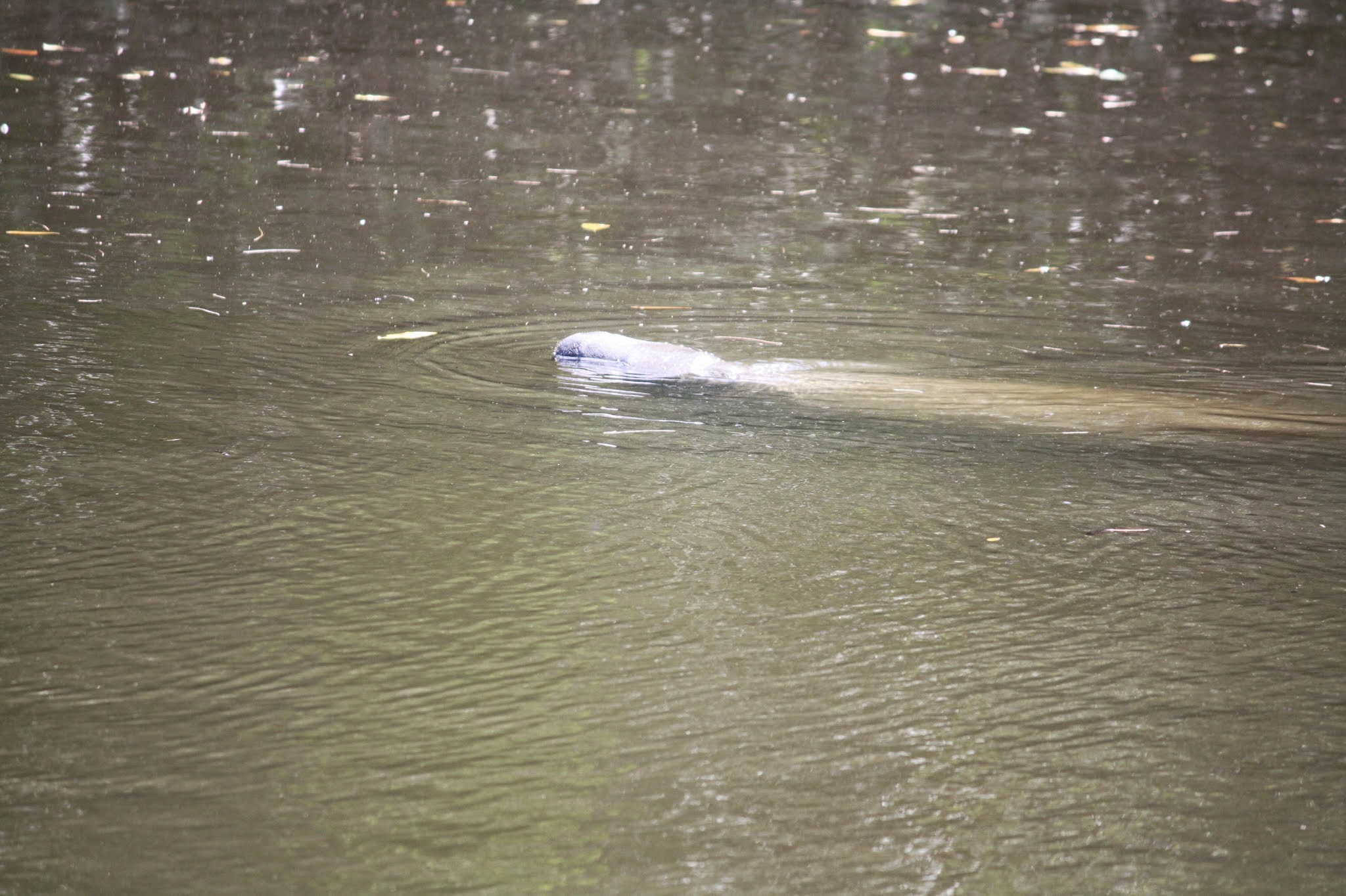 manatee