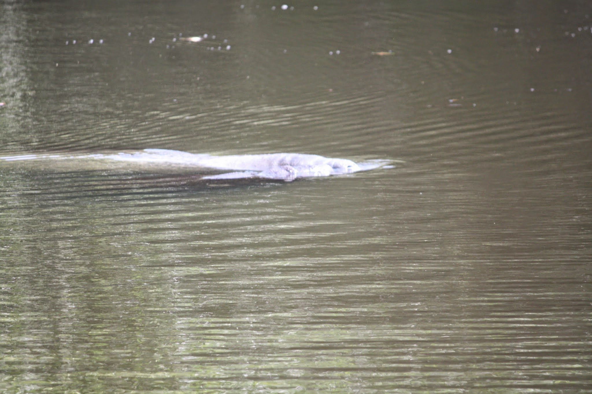 manatee